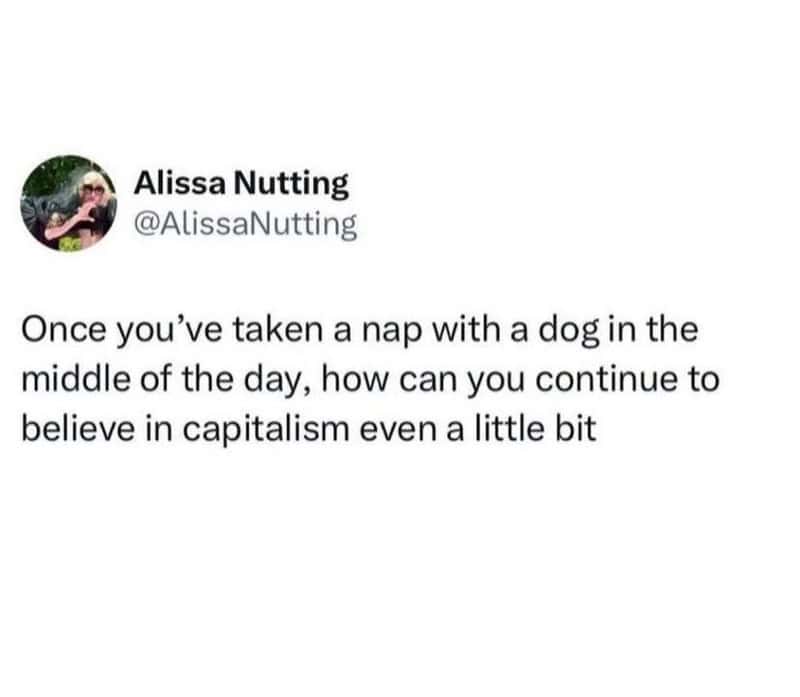 Once you've taken a nap with a dog in the middle of the day, how can you continue to believe in capi.