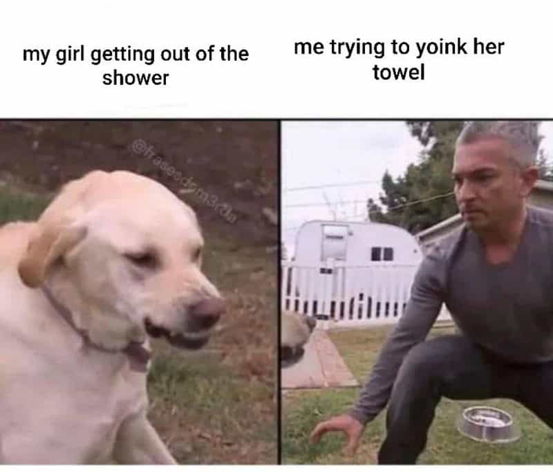 Dog and man meme about getting out of the shower and trying to yink her towel.