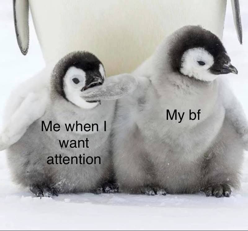 Two penguin chicks with one pecking the other's beak, captioned 'Me when I want attention' and 'Mybf.