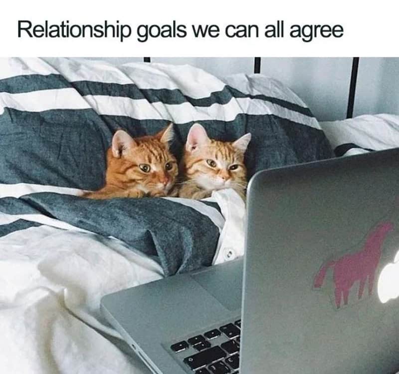 Two cats on a bed looking at a laptop with a 'relationship goals' caption.