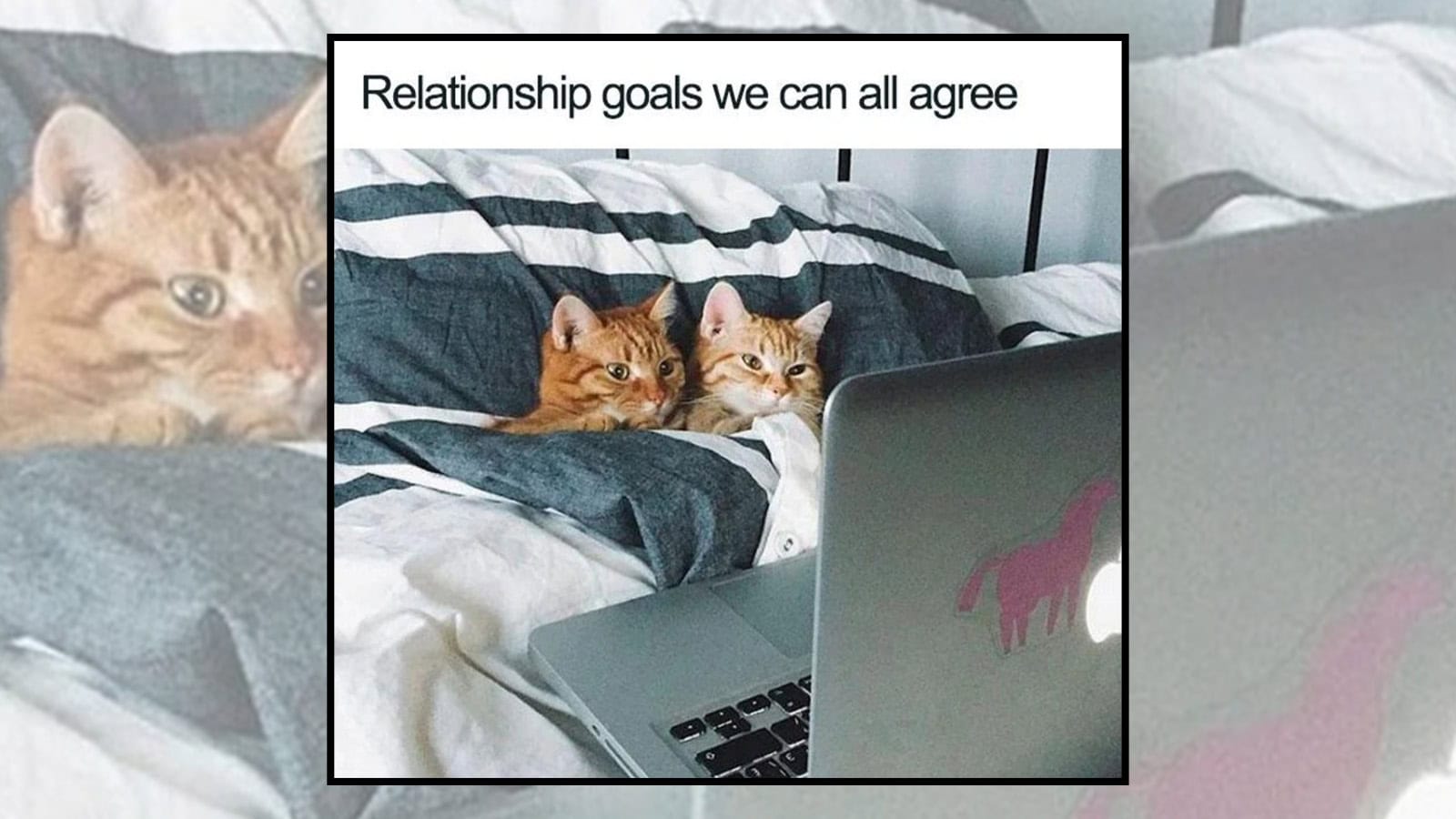 Two cats on a bed watching a laptop with a meme about relationship goals.