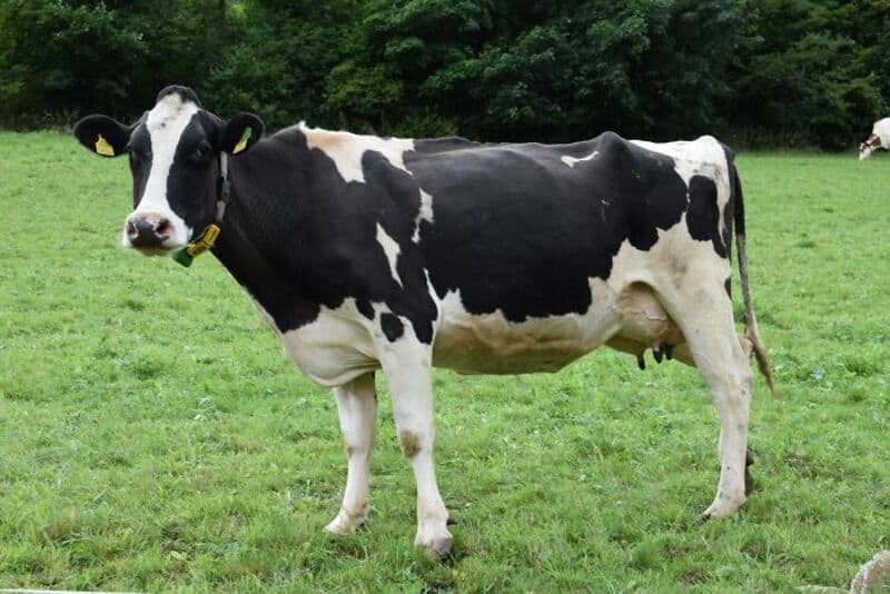 Black and white cow standing on green grass with trees in background.
