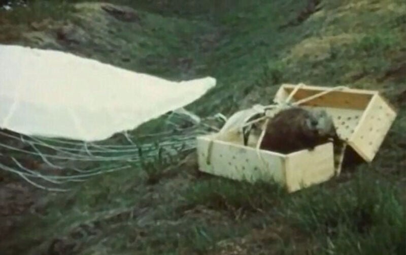 A bear is inside a wooden box near a riverbank, with a makeshift dam in the background.