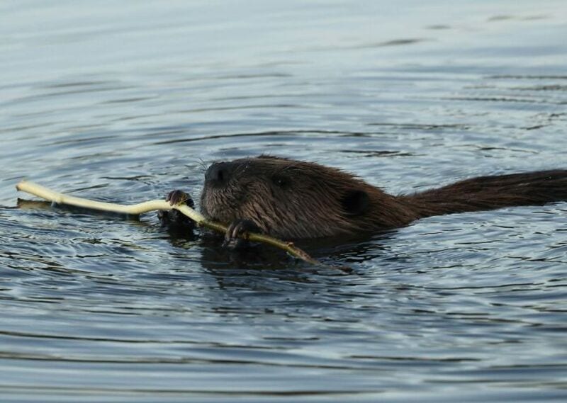 Beaver swimming with a stick in its mouth in water.