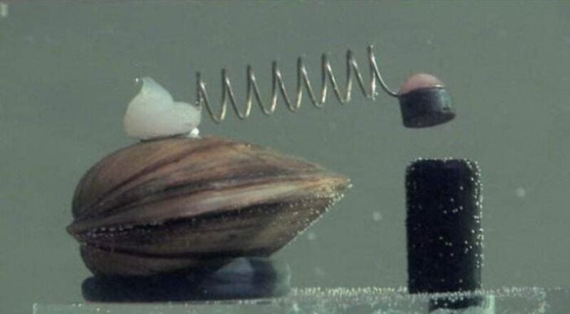 A snail with a spring on its back, a small white object, and a black object on a surface.
