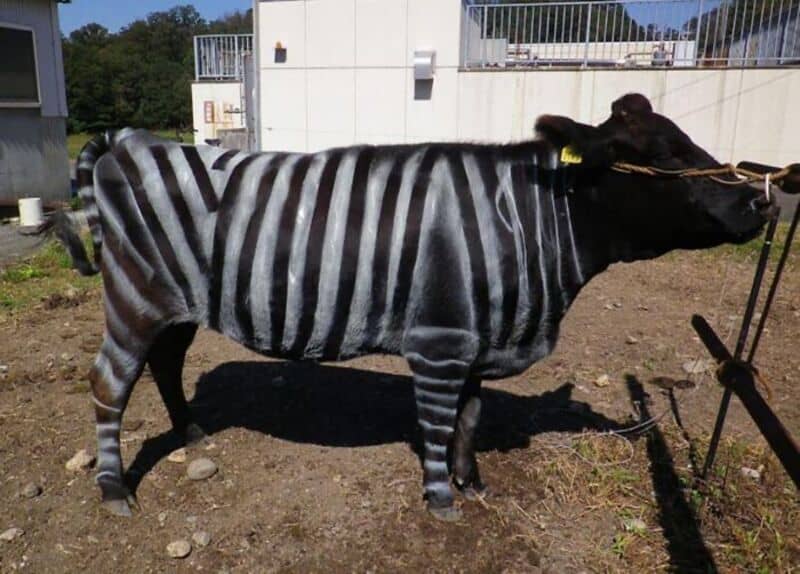 Zebra painted on a cow to look like a zebra with black and white stripes.