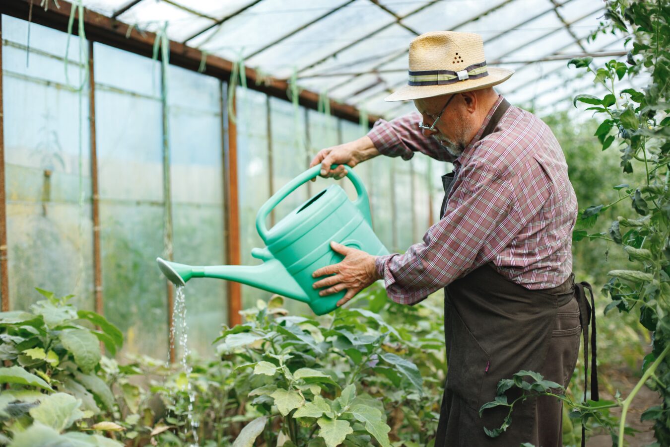 Watering plants in a greenhouse with a watering can.
