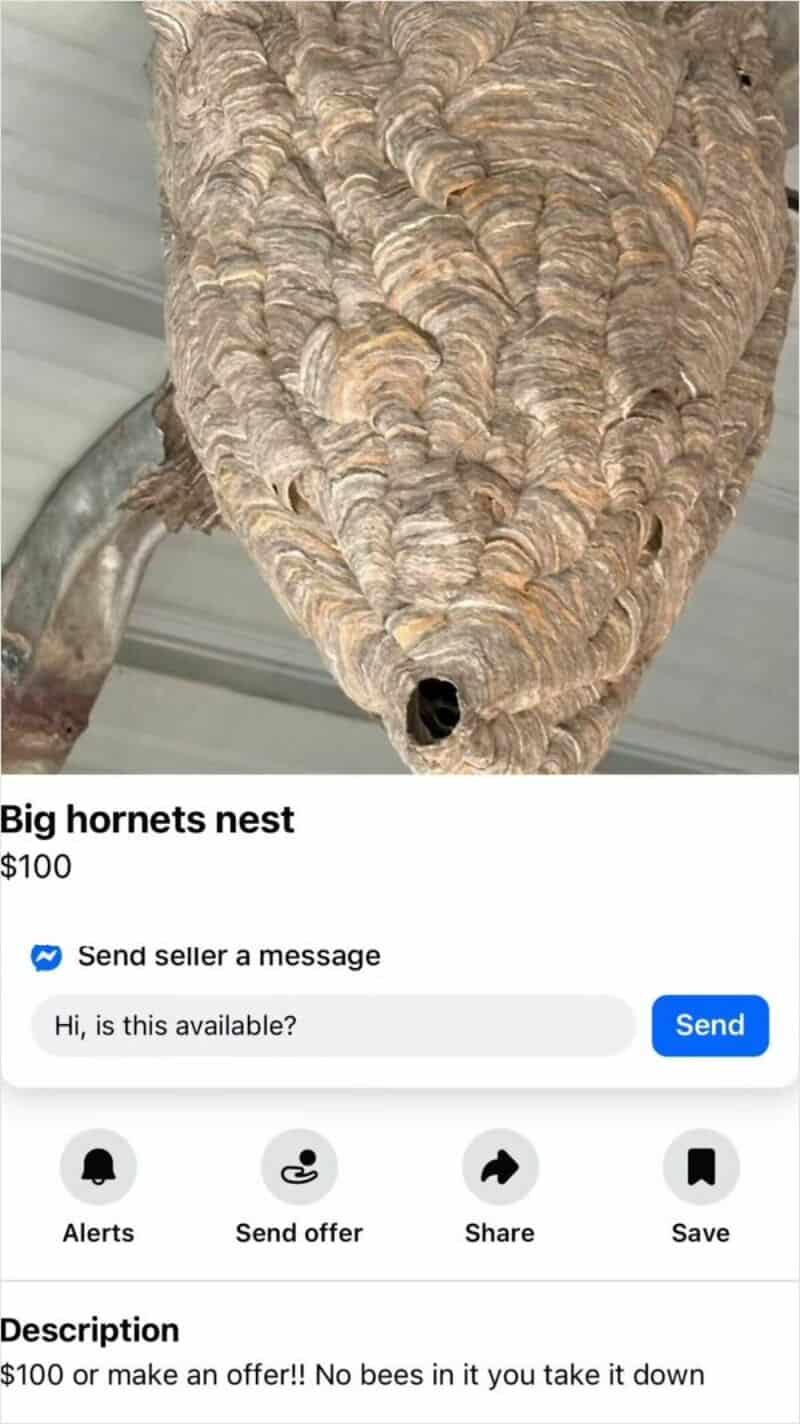 Large hornets nest hanging from a ceiling, with a small entrance hole at the bottom.
