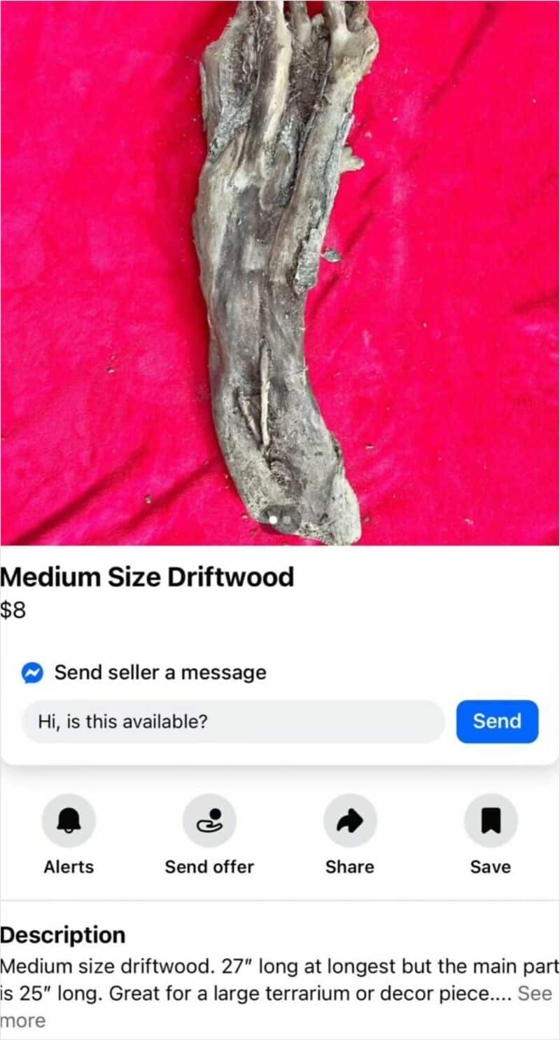 Medium Size Driftwood with a weathered appearance on a red background.