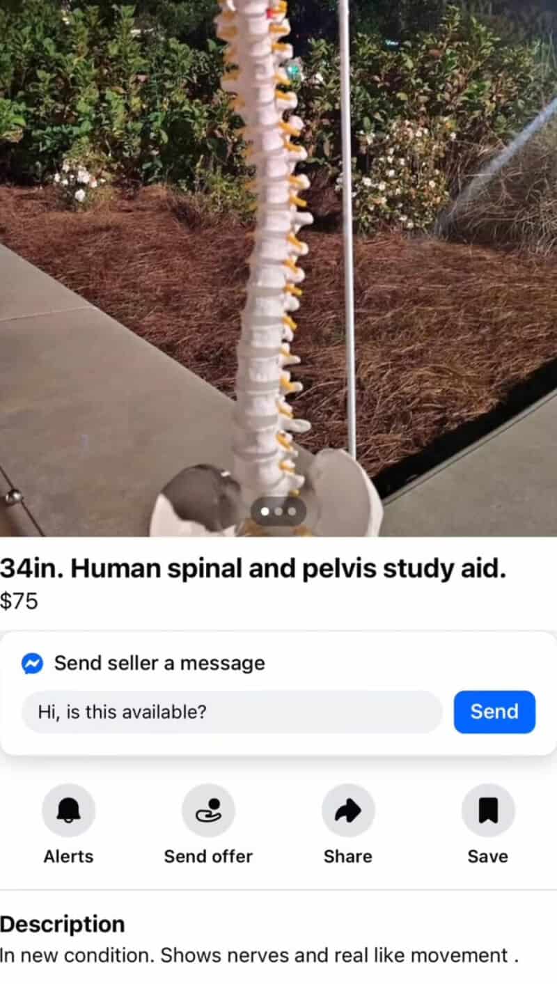 34in. Human spinal and pelvis study aid.