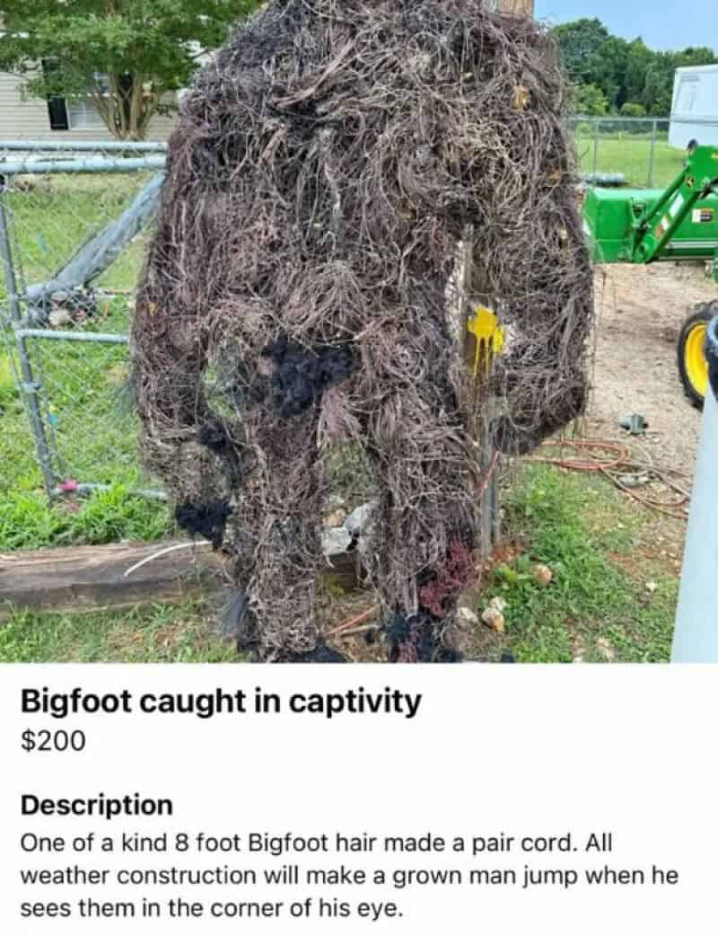 Bigfoot caught in captivity.