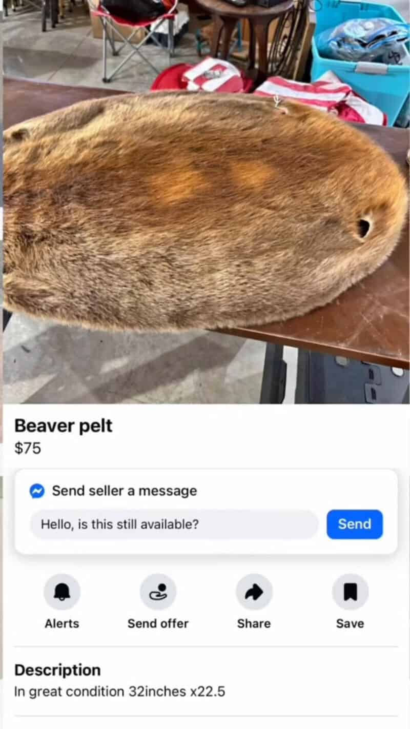 Beaver pelt on a table with other items in the background.