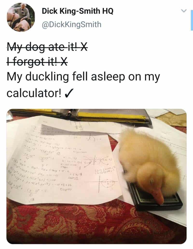 A small duckling sleeping on a calculator next to papers and a pen.