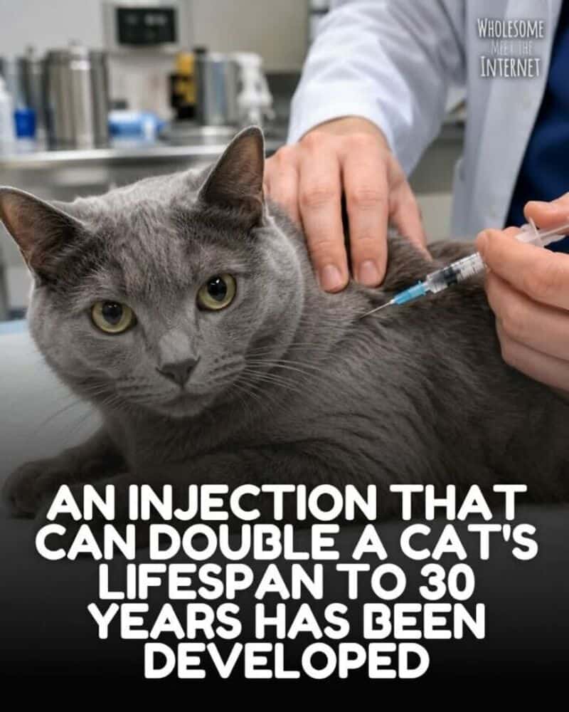 A veterinarian administers an injection to a gray cat in a clinical setting.