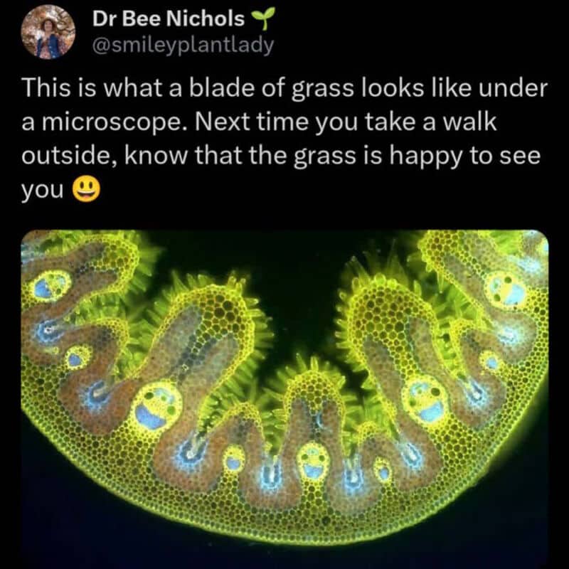Microscopic view of grass blade with smiling faces, resembling a happy face pattern.