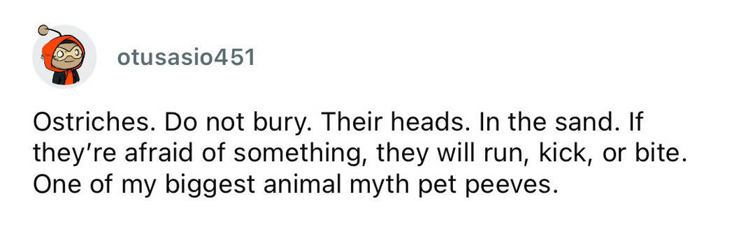 Ostriches with heads in the sand, avoiding danger, not burying themselves, ready to run or defend.