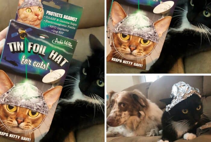 Aluminum foil hat for cats with a black and orange tabby and a black cat, and a dog with a foil hat.