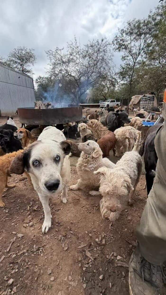 A group of rescue dogs in an outdoor shelter area with trees and vehicles in the background.