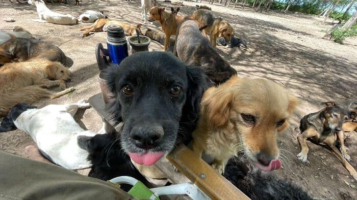 Group of rescue dogs resting outdoors at Refugio El Montecito.