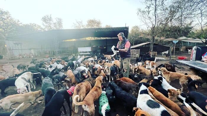 Rescue worker surrounded by many dogs at a shelter or rescue site.