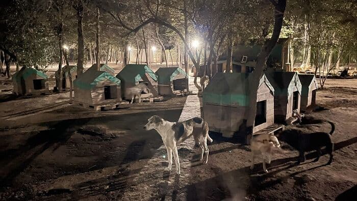 Rescue dogs near doghouses at sunset in a wooded area.