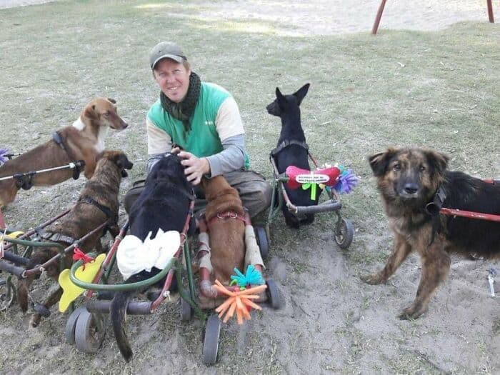 Person with multiple rescue dogs, some in wheelchairs, outdoors on grass.