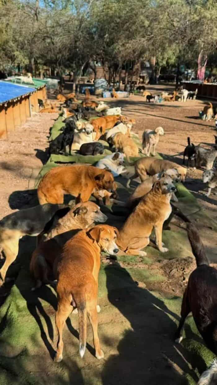 Large group of dogs resting and socializing outdoors at a rescue shelter.
