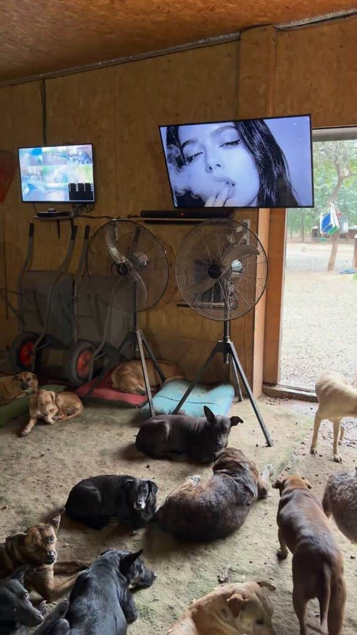 Rescue dogs resting inside a shelter with two large screens showing a woman's face.