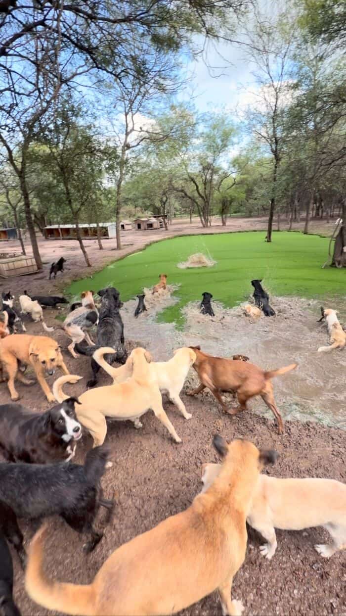 Many dogs of various breeds and sizes gather in a park with green artificial turf and trees.