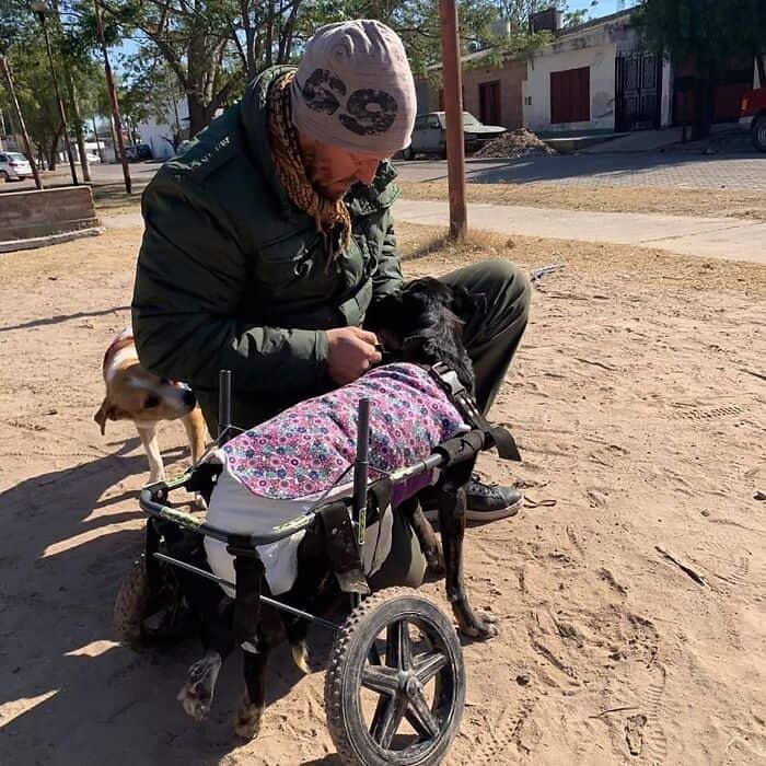 Person with rescue dog in wheelchair, caring in outdoor setting.