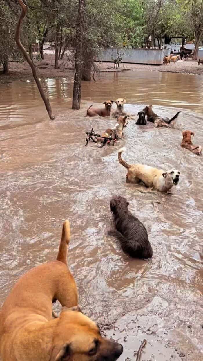Dogs swimming and playing in floodwaters at a rescue site.