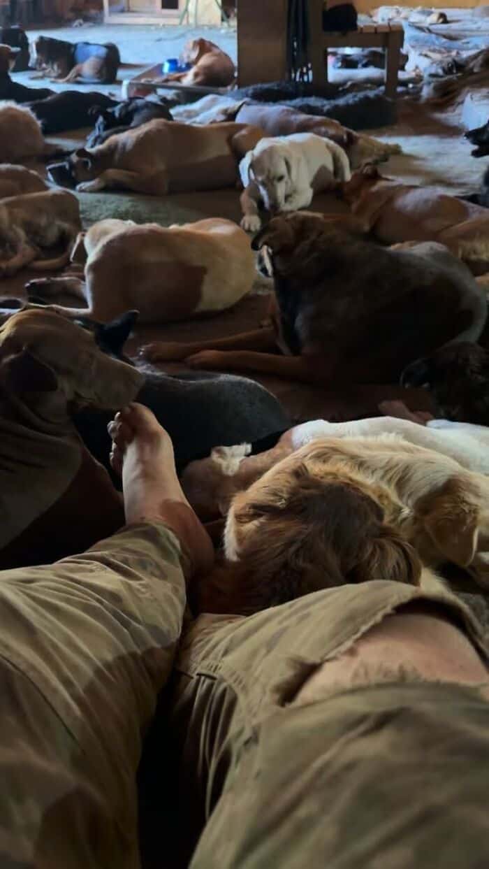 Many rescue dogs lying on the floor, some resting, some awake, in a shelter.
