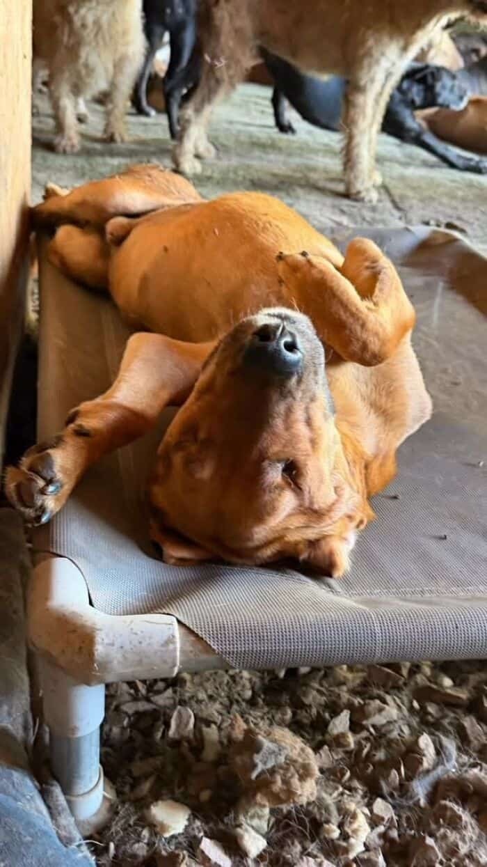 Dog lying on back on a cot with other dogs in the background.