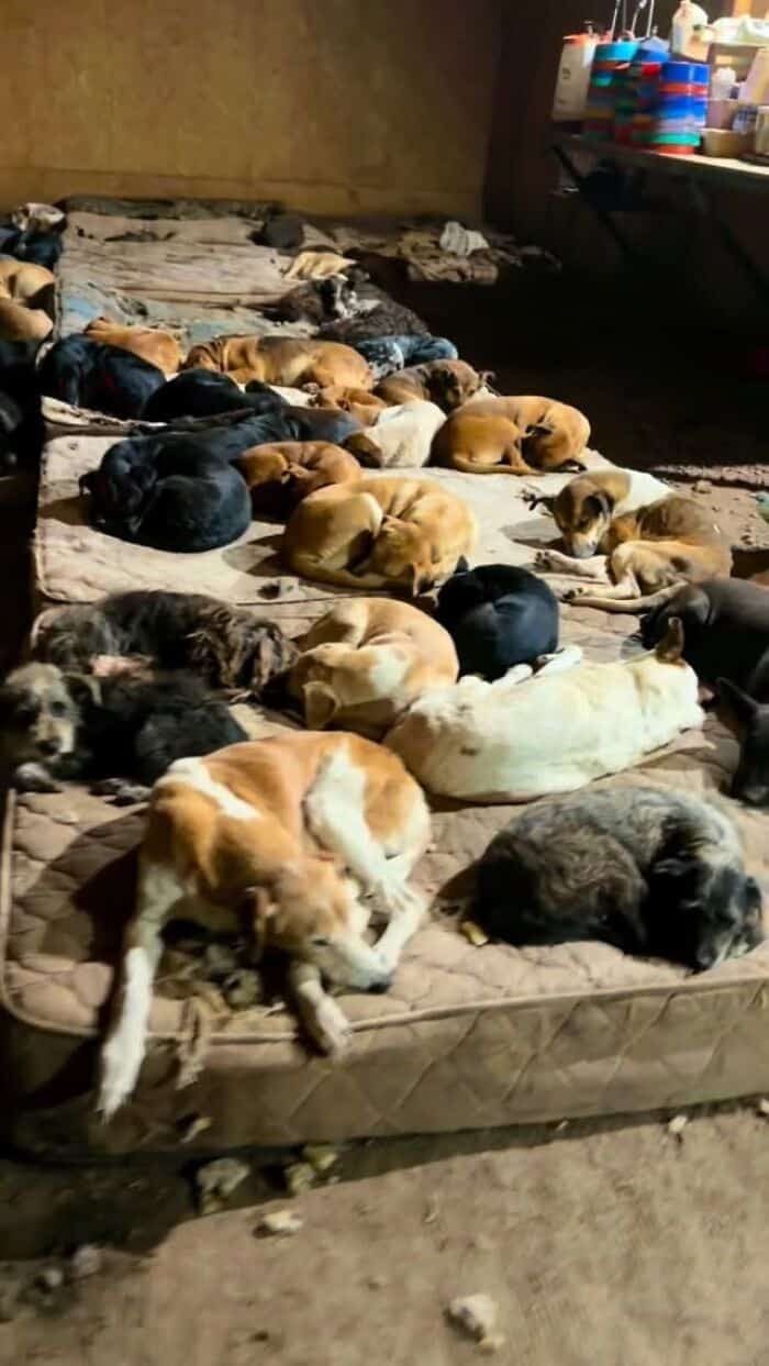 Many puppies of various colors and sizes sleeping on a large mattress.