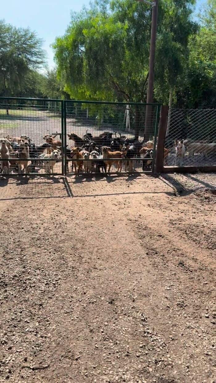 A large group of dogs behind a chain-link fence at a rescue shelter.