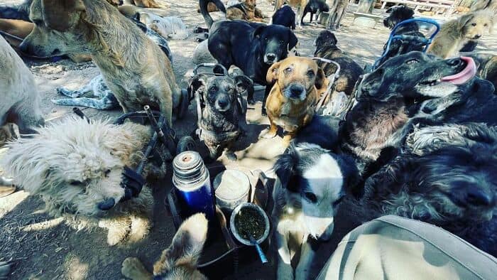 Group of rescue dogs outdoors, some lying down, others sitting, in a shaded area.