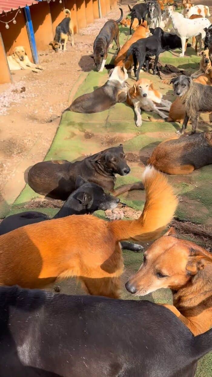 Group of rescue dogs resting on a green mat outdoors.