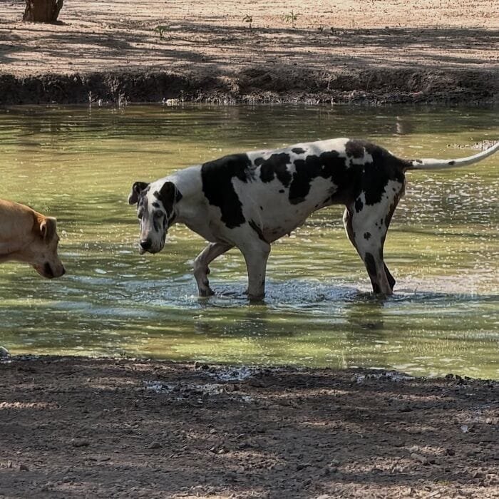 Dog wading in water with another dog nearby, natural outdoor setting.