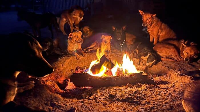Group of dogs around a campfire at night, some sitting and some standing.