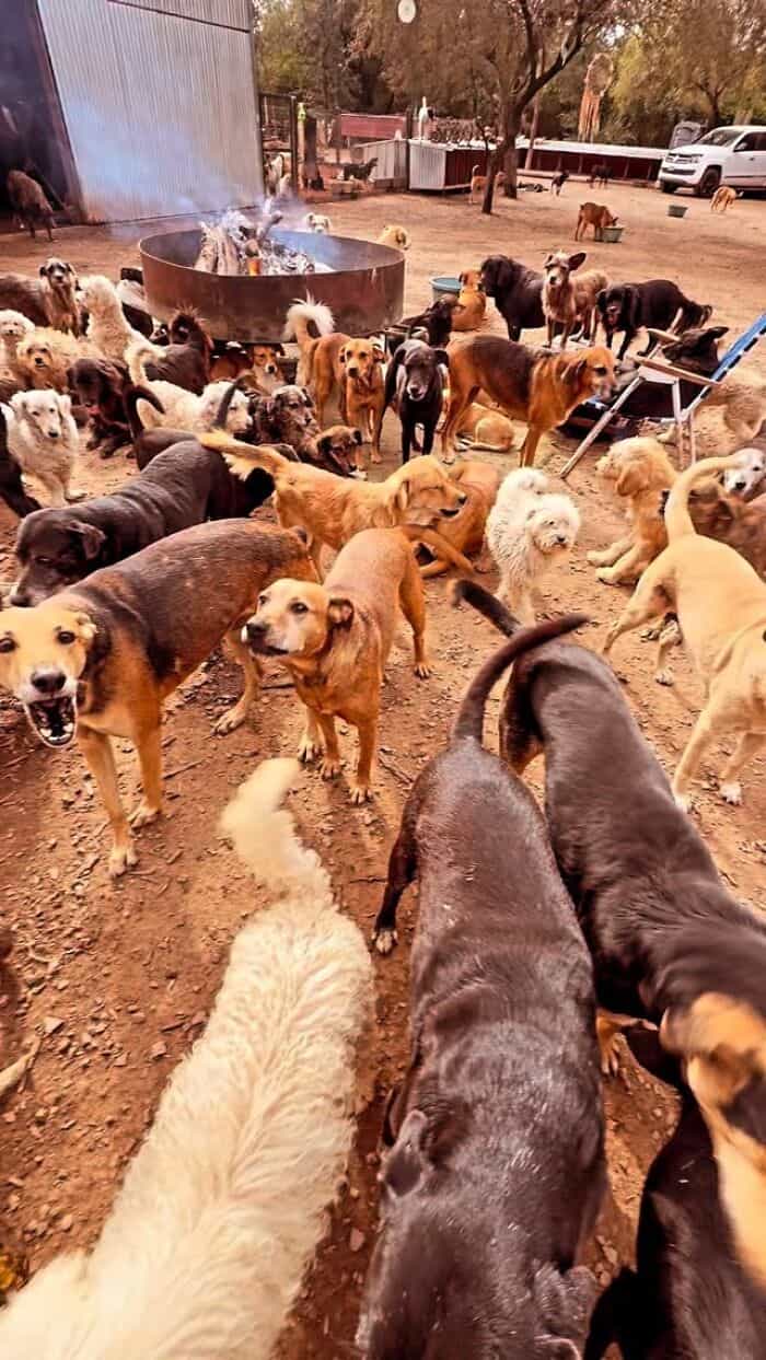 Large group of dogs of various breeds and sizes in an outdoor yard with trees and a fire pit.