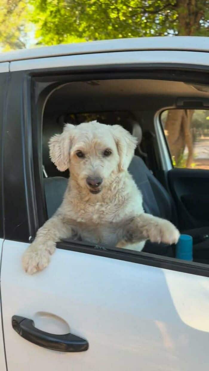Cute puppy with light fur looking out of a car window.