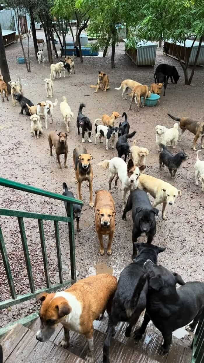 Group of rescue dogs in a fenced outdoor area with trees and water bowls.