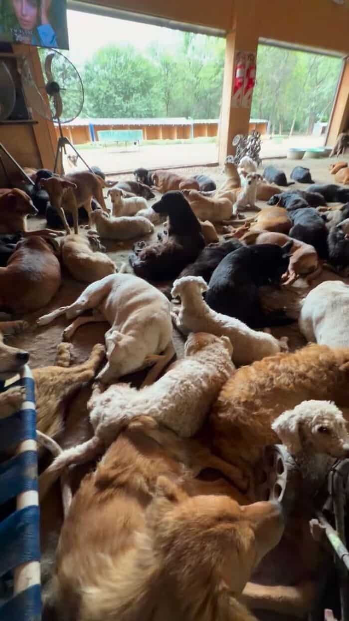 Hundreds of rescue dogs resting inside a shelter with large windows and trees outside.