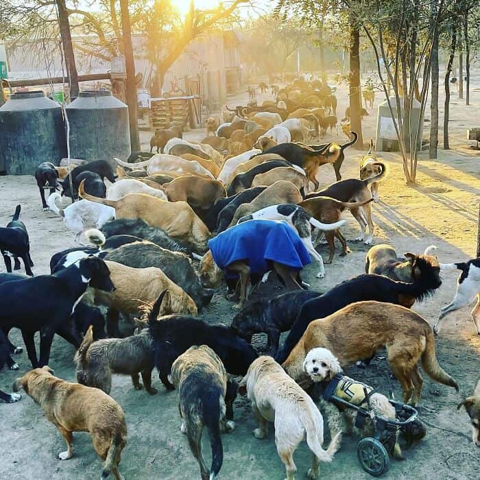 Large group of rescue dogs in a sunny outdoor shelter, some with carts and blankets.
