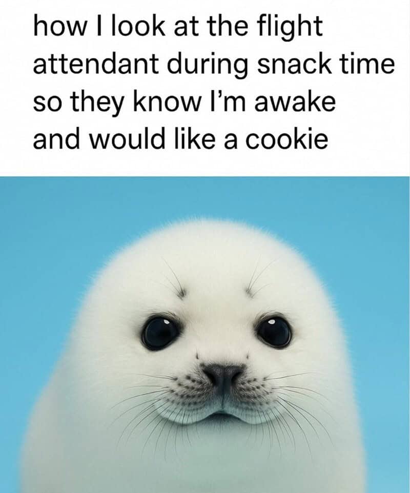 Cute seal with big eyes, caption about looking like a cookie during snack time.