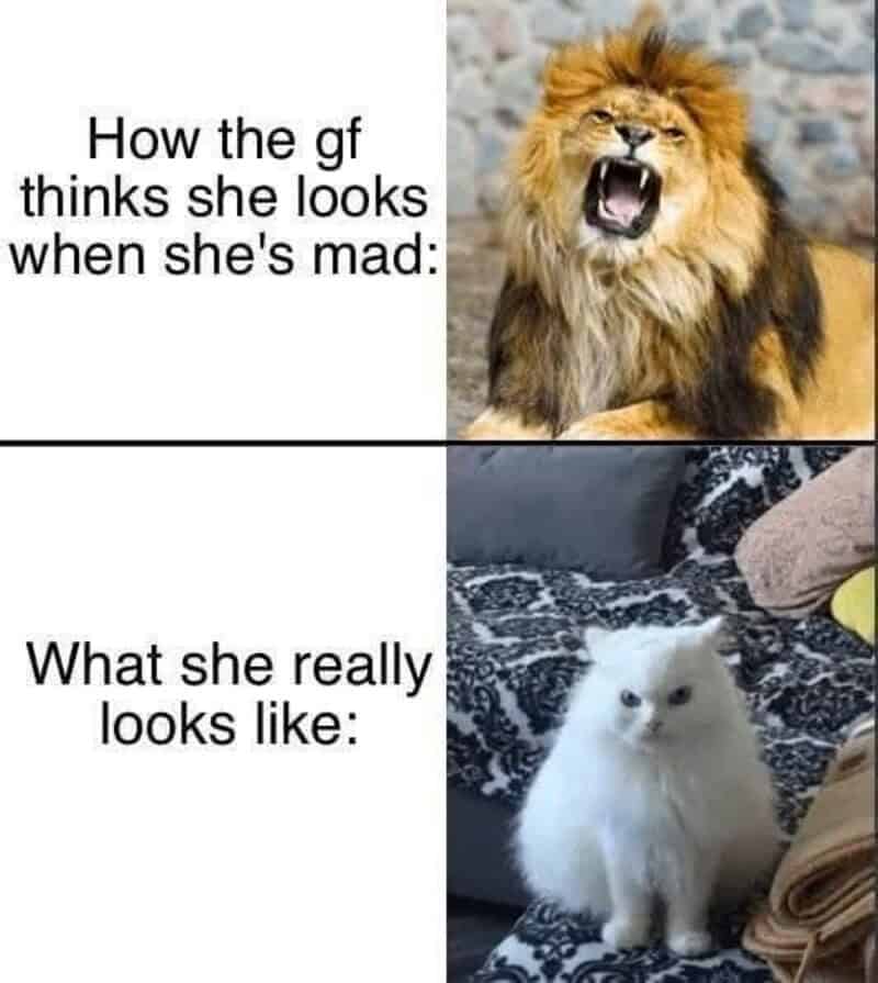 Lion roaring and a cute white kitten, humorous comparison of expressions.