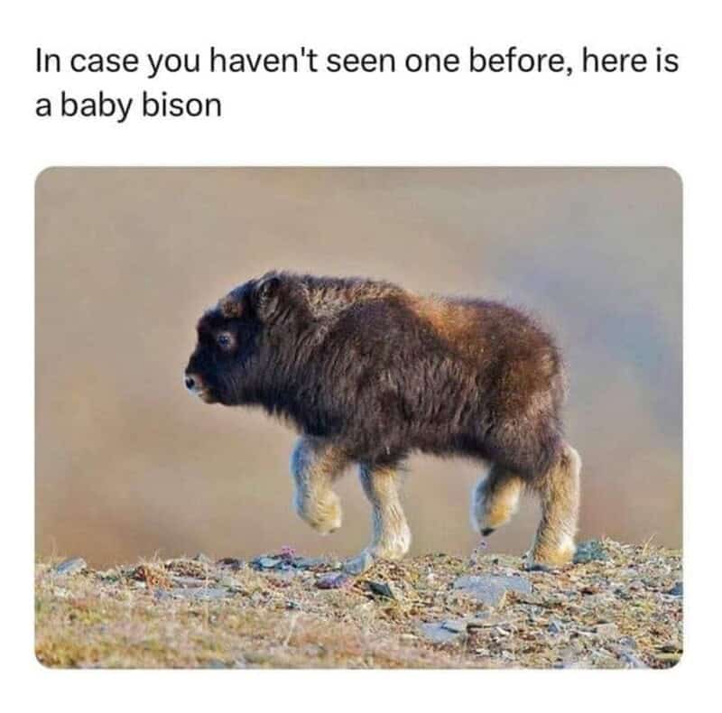 Baby bison with a dog's face, captioned 'In case you haven't seen one before, here is a baby bison'.