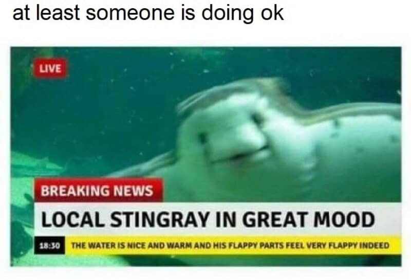 A stingray with a smiling face, appearing as a news anchor on a TV screen.