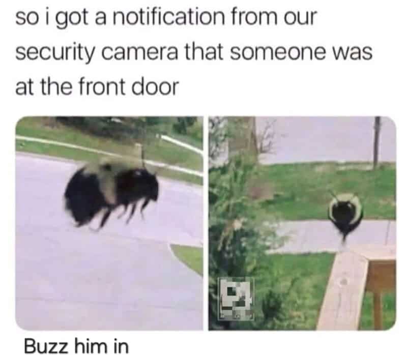 Funny photo of a bee with a notification from a security camera about a visitor.