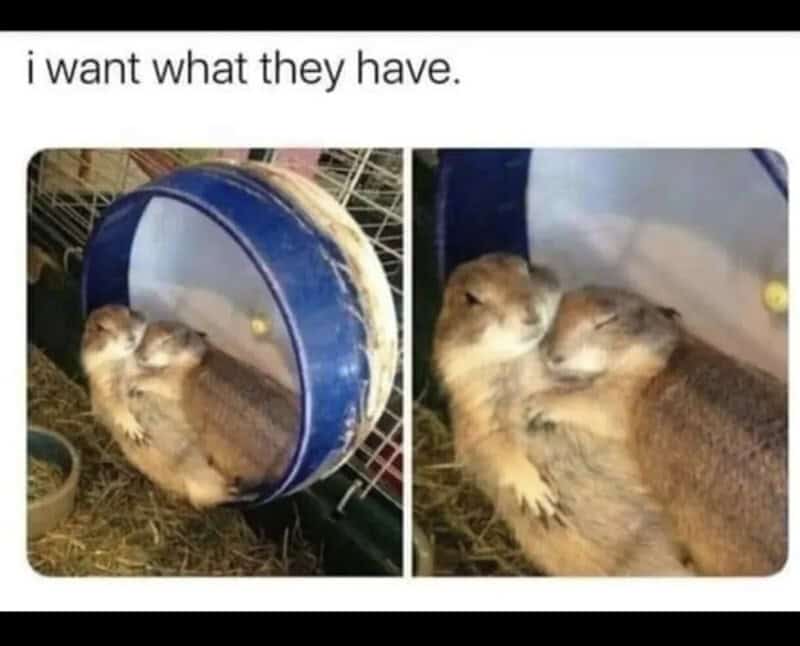 Two hamsters cuddling inside a blue exercise wheel with the caption 'i want what they have.'.
